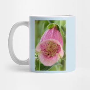 Digitalis × mertonensis  AGM  Strawberry foxglove Mug